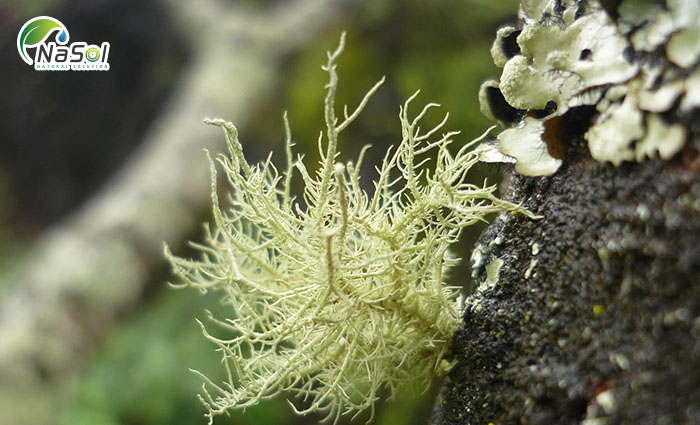 lọi ích của usnea chiết xuất địa y