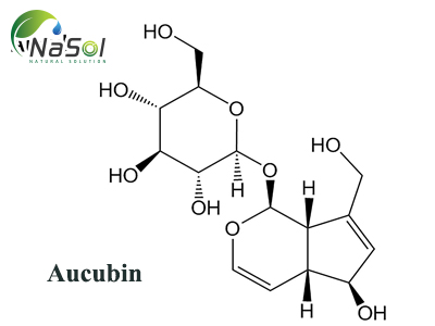Aucubin là gì? Nguồn gốc và công dụng