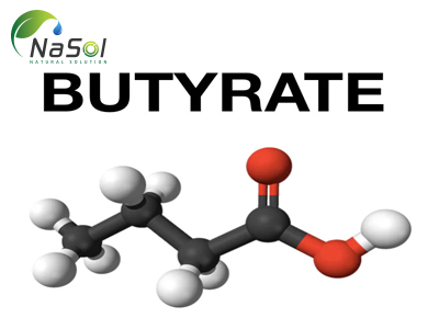 Butyrate là gì? Nguồn gốc và lợi ích trên tiêu hóa