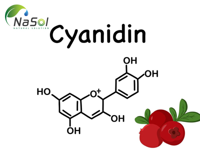Cyanidin là gì? Nguồn gốc, cấu trúc và công dụng