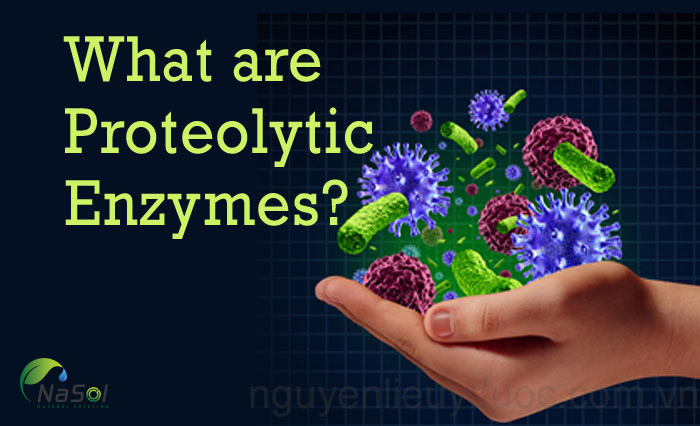 Enzyme proteolytic là gì