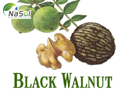 Lợi ích sức khỏe của Quả óc chó đen (Black walnut)