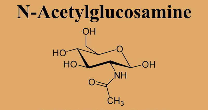 N-acetylglucosamine là gì