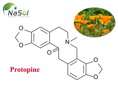 Protopine là gì? Cấu trúc và nguồn gốc