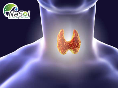 Thyroid Extract 