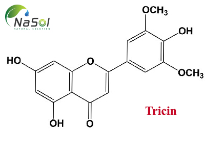 Tricin: là gì? Cấu trúc, nguồn gốc và lợi ích sức khỏe