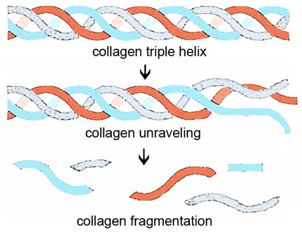 cấu trúc phân tử collagen