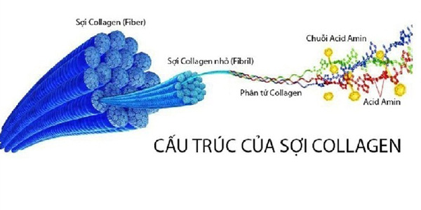 cấu trúc sợi collagen