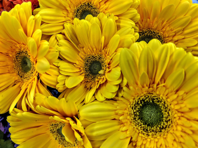 7 công dụng của hoa cúc với sức khỏe con người