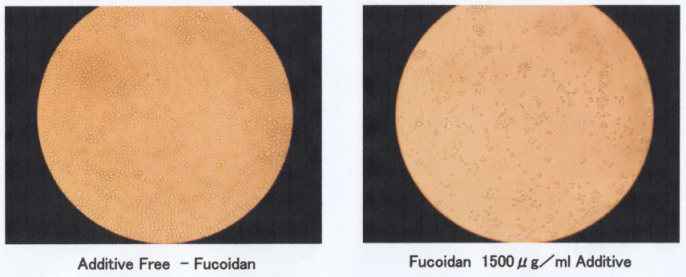 Kết quả thí nghiệp cho thấy sử dụng bằng đường uống chiết xuất Fucoidan dẫn đến sự ức chế của các tế bào khối u ở chuột được cấy tế bào ung thư