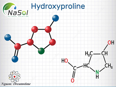 Hydroxyproline là gì? Ứng dụng và nguồn gốc