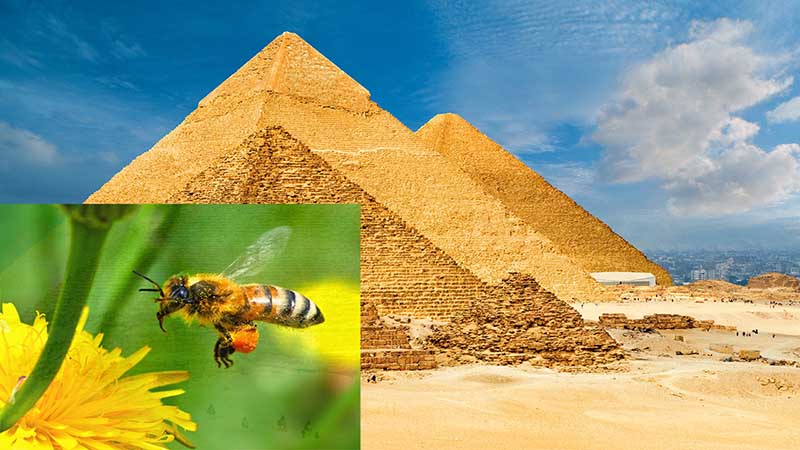 lịch sử phát triển của keo ong