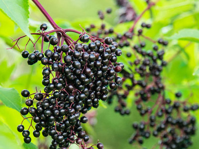 Lợi ích của Elderberry