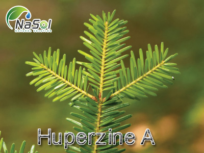 Lợi ích sức khỏe của Huperzine A