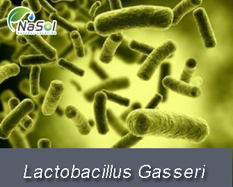 Lợi ích sức khỏe của Lactobacillus Gasseri
