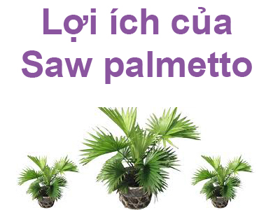 Saw palmetto: Công dụng, liều lượng và tác dụng phụ