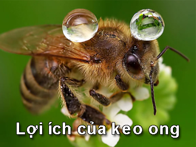 Keo ong: Lợi ích, tương tác và cách sử dụng