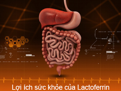 Lợi ích sức khỏe của Lactoferrin