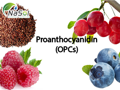 Proanthocyanidin là gì và những lợi ích sức khỏe