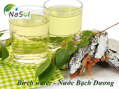 Lợi ích sức khỏe của Nước Bạch Dương (Birch water) 